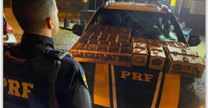 PRF prende homem que transportava ilegalmente mais de 140 pássaros silvestres na BR-101