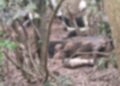 Corpo esquartejado é encontrado enterrado em área de mata em São Pedro da Aldeia