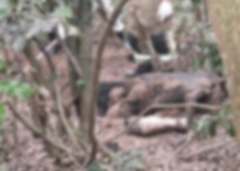 Corpo esquartejado é encontrado enterrado em área de mata em São Pedro da Aldeia