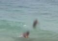 Banhistas são flagrados perseguindo tartaruga em Arraial do Cabo