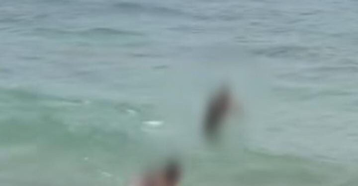 Banhistas são flagrados perseguindo tartaruga em Arraial do Cabo