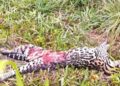 Jaguatirica morre atropelada na região Serrana de Macaé