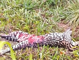 Jaguatirica morre atropelada na região Serrana de Macaé
