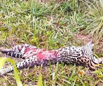 Jaguatirica morre atropelada na região Serrana de Macaé