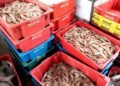 Pescadores devem se cadastrar online para a Frente de Trabalho e receber durante o defeso do camarão, em Macaé