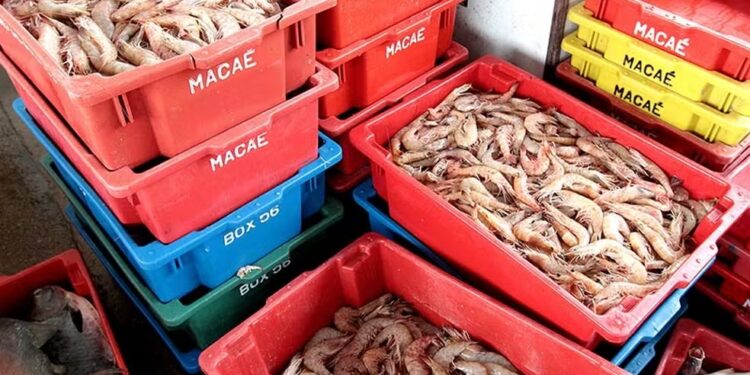 Pescadores devem se cadastrar online para a Frente de Trabalho e receber durante o defeso do camarão, em Macaé