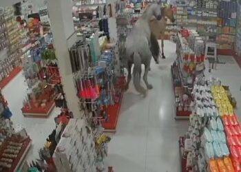 Cavalos provocam caos ao invadir farmácia em Rio das Ostras