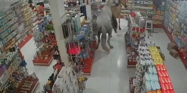 Cavalos provocam caos ao invadir farmácia em Rio das Ostras