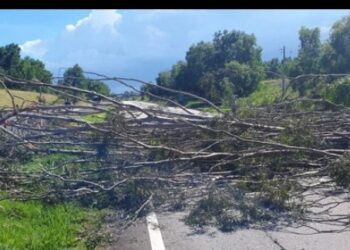 Árvores caem e trânsito na BR 101 fica interditado por 3h, perto de Serrinha