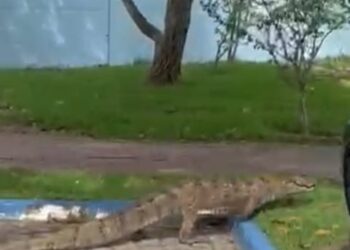 Jacaré surpreende ao dar um “rolezinho” no centro de Búzios