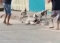 Homem salva cão de ataque de pitbulls em Rio das Ostras