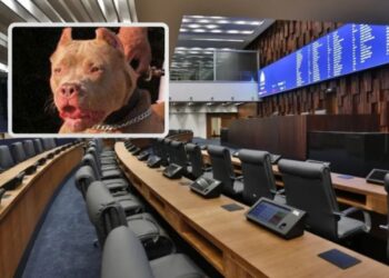 Após mais ataques de pitbulls, Alerj discute regras para criação de animais ferozes