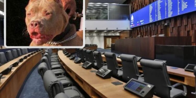 Após mais ataques de pitbulls, Alerj discute regras para criação de animais ferozes