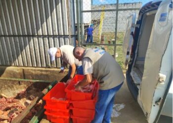 Defesa Agropecuária apreende 150 quilos de filé de peixe sem refrigeração