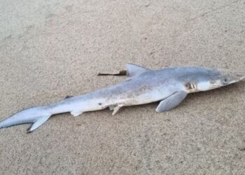 Cocaína é encontrada em organismo de tubarões no Rio de Janeiro