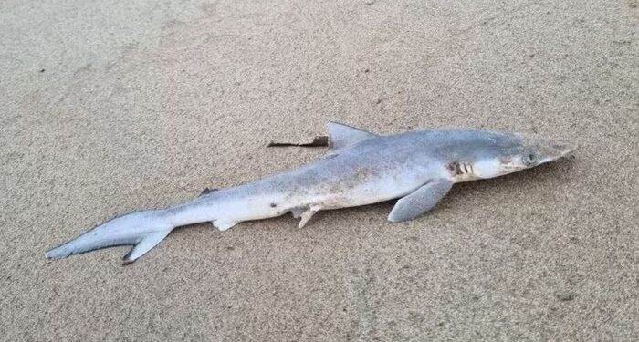 Cocaína é encontrada em organismo de tubarões no Rio de Janeiro