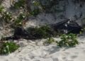 Mulher é encontrada morta, com sinais de estrangulamento, na Praia do Forte, em Cabo Frio