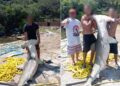 ICMBio multa quatro pessoas por caça ilegal de tubarão-martelo em Arraial do Cabo