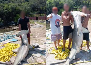 ICMBio multa quatro pessoas por caça ilegal de tubarão-martelo em Arraial do Cabo