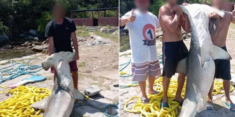 ICMBio multa quatro pessoas por caça ilegal de tubarão-martelo em Arraial do Cabo