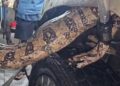 Motorista se surpreende com jiboia presa no motor do carro em Macaé; veja vídeo do resgate