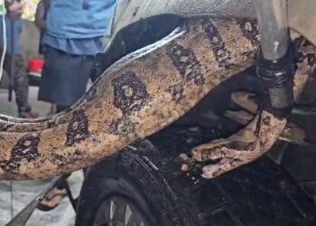 Motorista se surpreende com jiboia presa no motor do carro em Macaé; veja vídeo do resgate