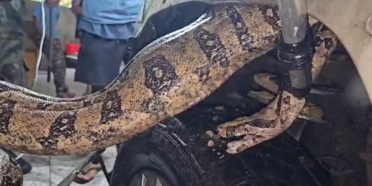 Motorista se surpreende com jiboia presa no motor do carro em Macaé; veja vídeo do resgate