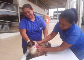Rio das Ostras terá campanha de vacinação antirrábica para cães e gatos nos próximos dois sábados