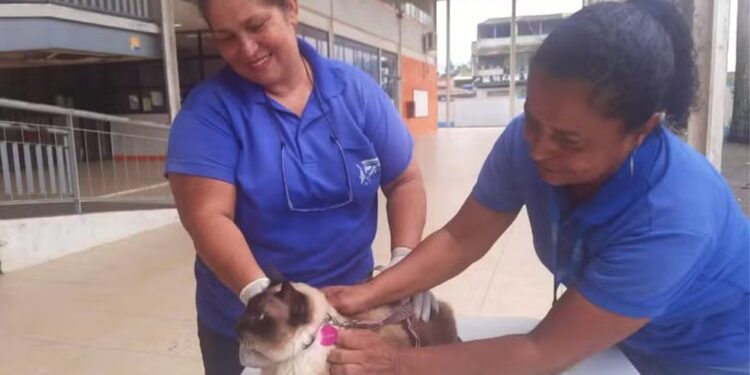 Rio das Ostras terá campanha de vacinação antirrábica para cães e gatos nos próximos dois sábados
