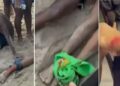 Cardume de peixe-espada ataca e fere 7 banhistas em praia de Rio das Ostras