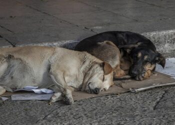 MPRJ recomenda que Macaé adote medidas para a retirada de animais abandonados na cidade