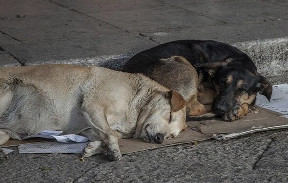 MPRJ recomenda que Macaé adote medidas para a retirada de animais abandonados na cidade