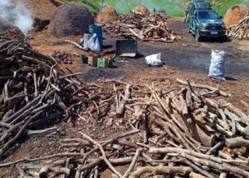 Denúncia ao Linha Verde leva polícia a desmantelar carvoaria clandestina em Campos