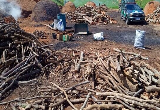 Denúncia ao Linha Verde leva polícia a desmantelar carvoaria clandestina em Campos