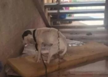 Mulher é presa por maus-tratos a cadela em Cabo Frio