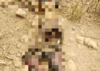 Corpo em decomposição é encontrado em canavial