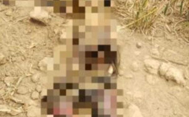 Corpo em decomposição é encontrado em canavial