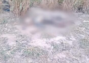 Corpo em decomposição é encontrado amarrado em canavial