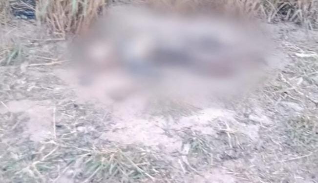 Corpo em decomposição é encontrado amarrado em canavial