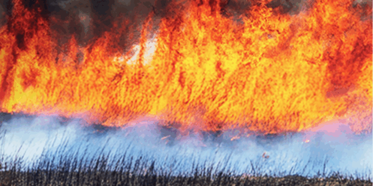 MP instaura procedimento para apurar queimadas à beira do Rio Macaé