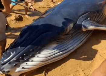 Tentativa de resgate emociona, mas baleia não resiste em praia