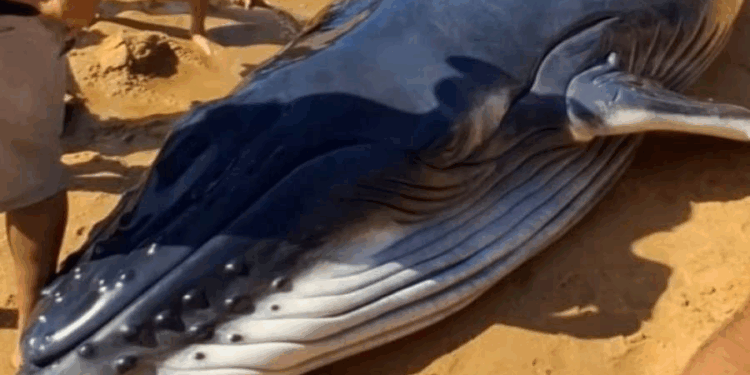 Tentativa de resgate emociona, mas baleia não resiste em praia