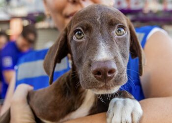 Sábado de fofura: Feira de Adoção leva cães e gatos ao Shopping Plaza