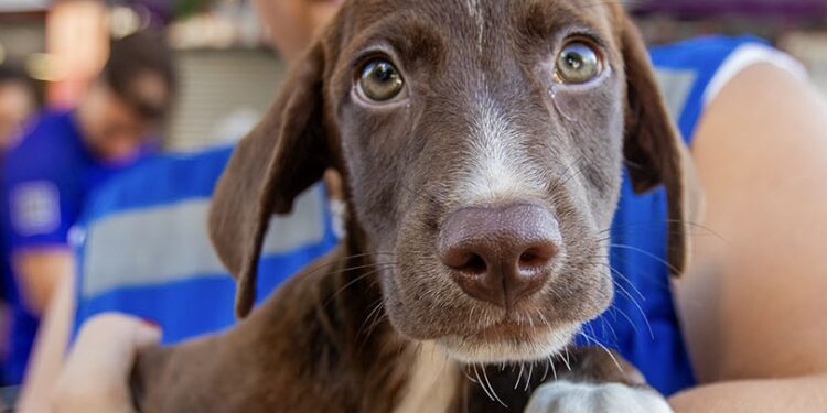 Sábado de fofura: Feira de Adoção leva cães e gatos ao Shopping Plaza
