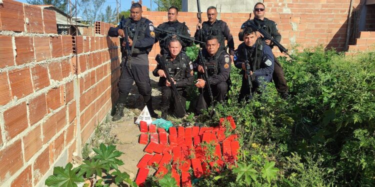 PM apreende mais de 30 kg de maconha em operação na comunidade Nova Holanda, em Macaé
