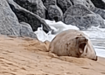 Lobo-Marinho aparece na área militar da praia da Imbetiba