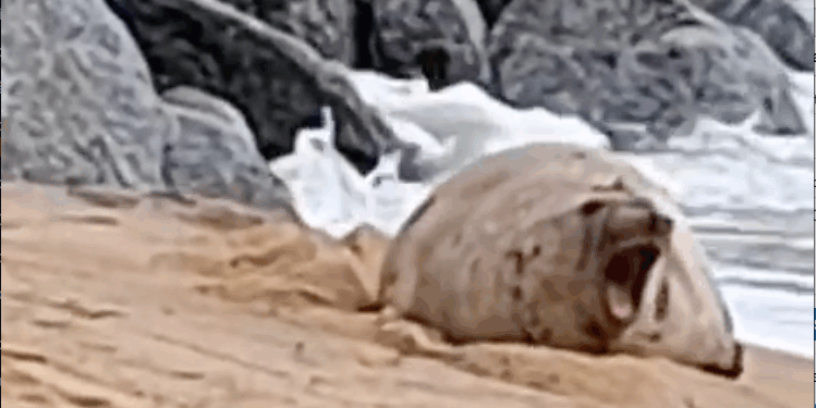 Lobo-Marinho aparece na área militar da praia da Imbetiba