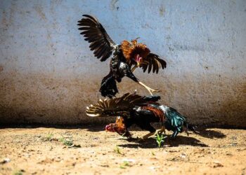 Rinha de galos é descoberta em Araruama, e 24 pessoas são presas