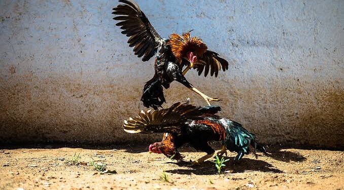 Rinha de galos é descoberta em Araruama, e 24 pessoas são presas