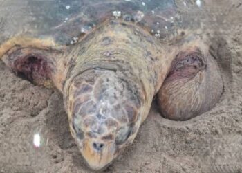 Tartaruga marinha é atacada por cães durante desova em São João da Barra